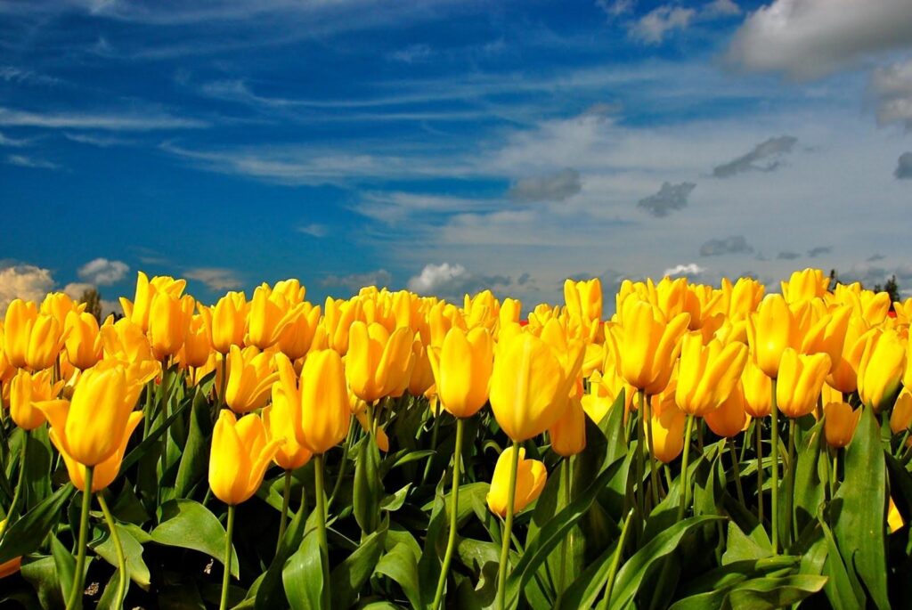 Bright Yellow Tulip Field Wallpaper - Spring Day Background 1600x1070