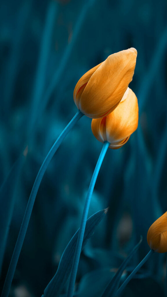 Yellow Tulip Buds Against Soothing Green Leaves - Spring Wallpaper