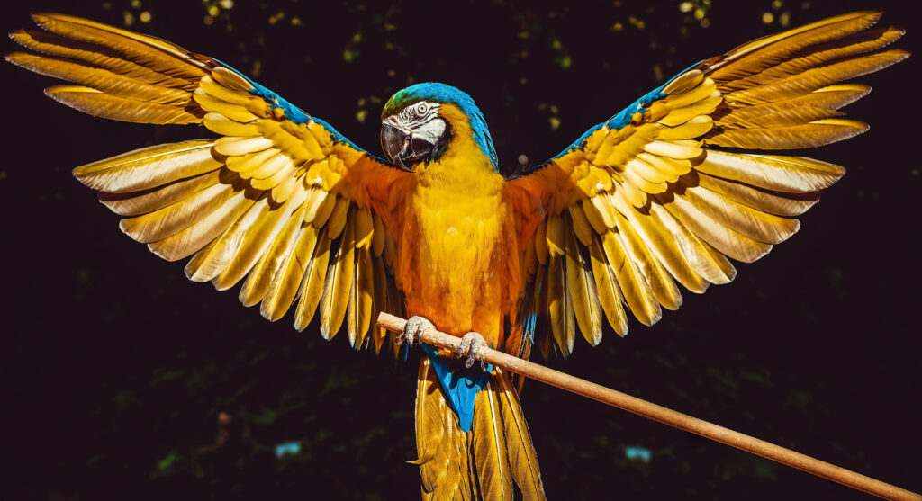 Majestic Yellow and Blue Macaw Wallpaper on Dark Background