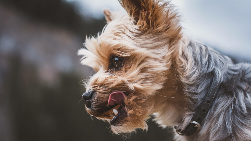 Stunning Yorkshire Terrier Close-Up: Silky Fur & Profile Wallpaper
