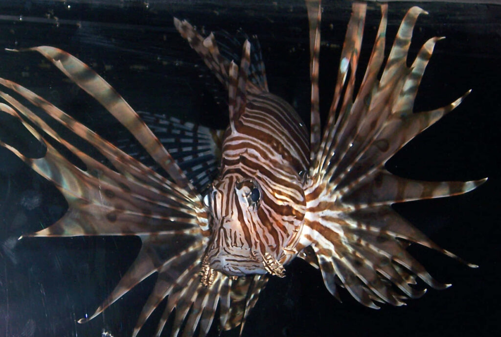Vibrant Zebra Lionfish Wallpaper: Stunning Underwater Scene