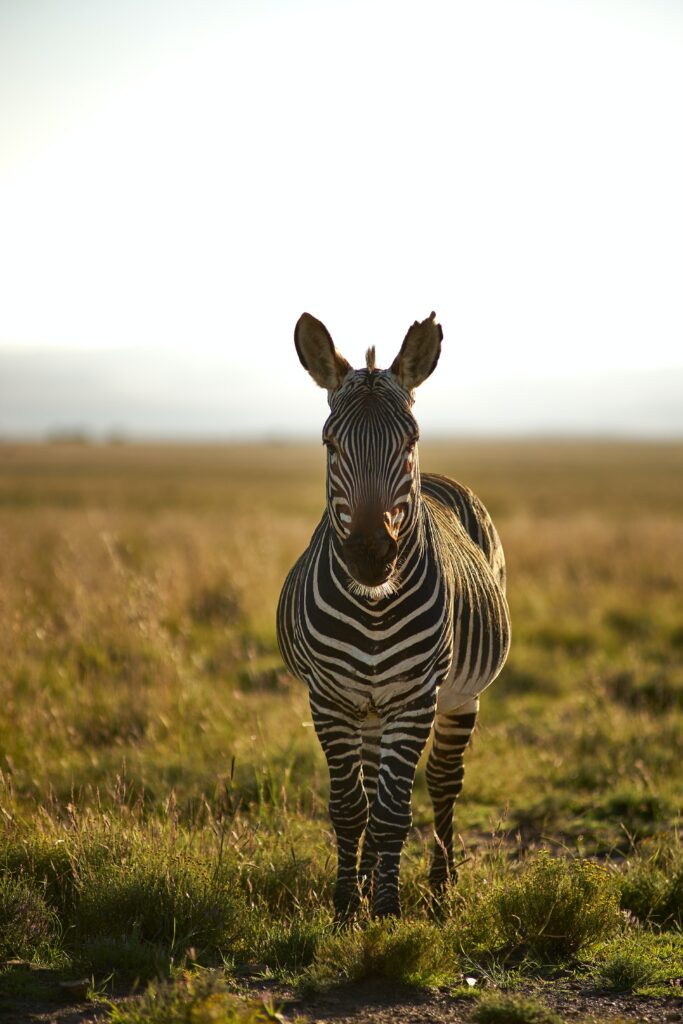 Stunning Zebra Wallpaper: Majestic Wildlife in Lush Landscape