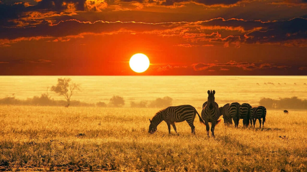 Zebras Grazing at Sunset: Stunning African Savannah Background Wallpaper