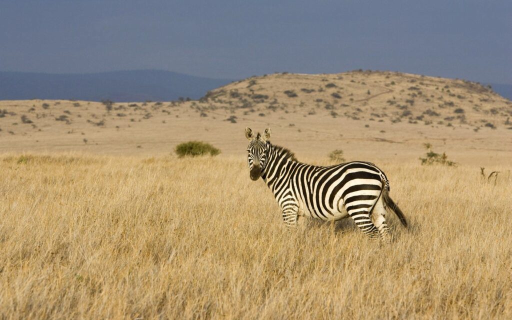 Zebra in Golden Prairie: Striking Black & White Background Wallpaper