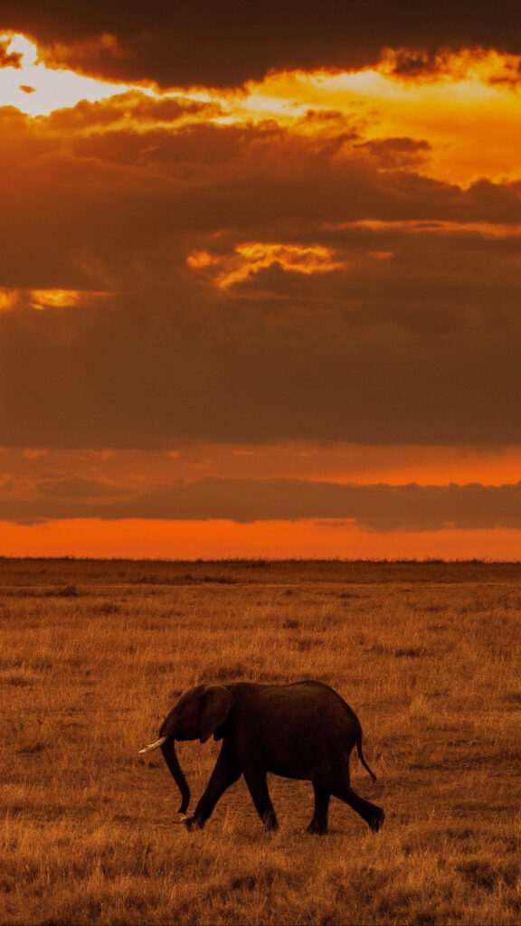 Lone Elephant Silhouette at Sunset - Stunning African Savanna Wallpaper