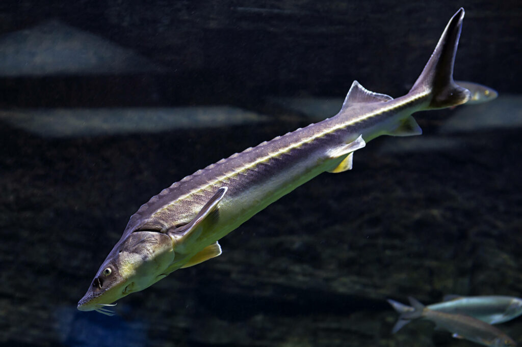 Sleek Sturgeon Fish Nos diving in Dark Aquatic Wallpaper