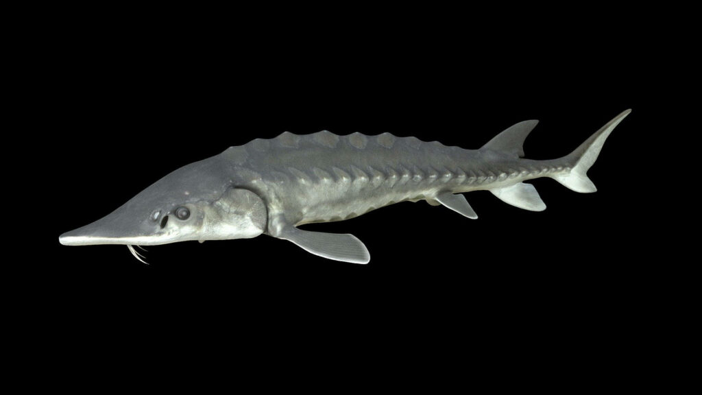 Sturgeon Fish Wallpaper: Serene Dark Background with Textured Detail