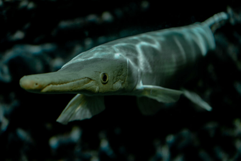 Sturgeon Emerging from Shadows: Ancient Fish in Dark Background Wallpaper