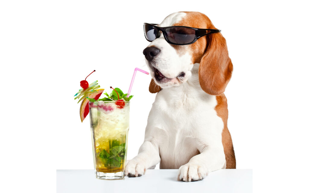 Charming Beagle in Sunglasses with Cocktail - Fun Summer Wallpaper