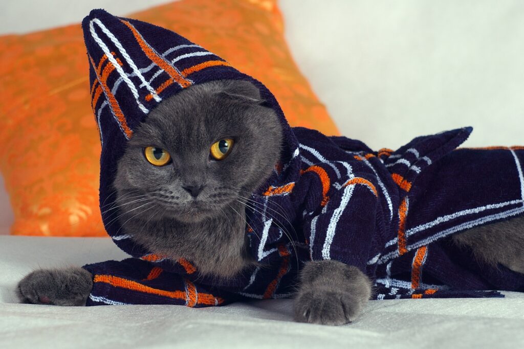 Elegant Hooded Cat Wallpaper: Stylish Feline Design with Whimsical Colors