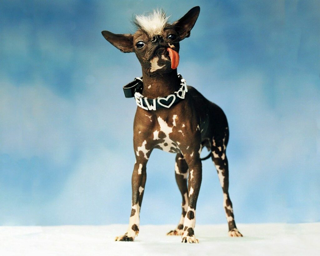 Stylish Dog Wallpaper: Fashionable Pup with Mohawk on Soft Blue Background
