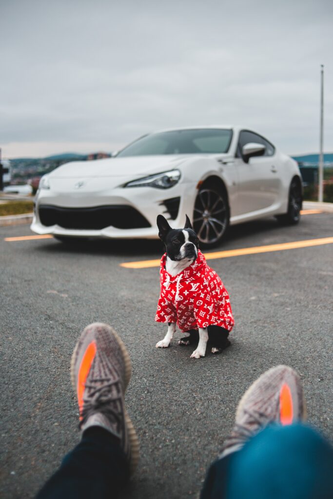 Trendy Dog in Red Jacket & Sports Car: Stylish Wallpaper