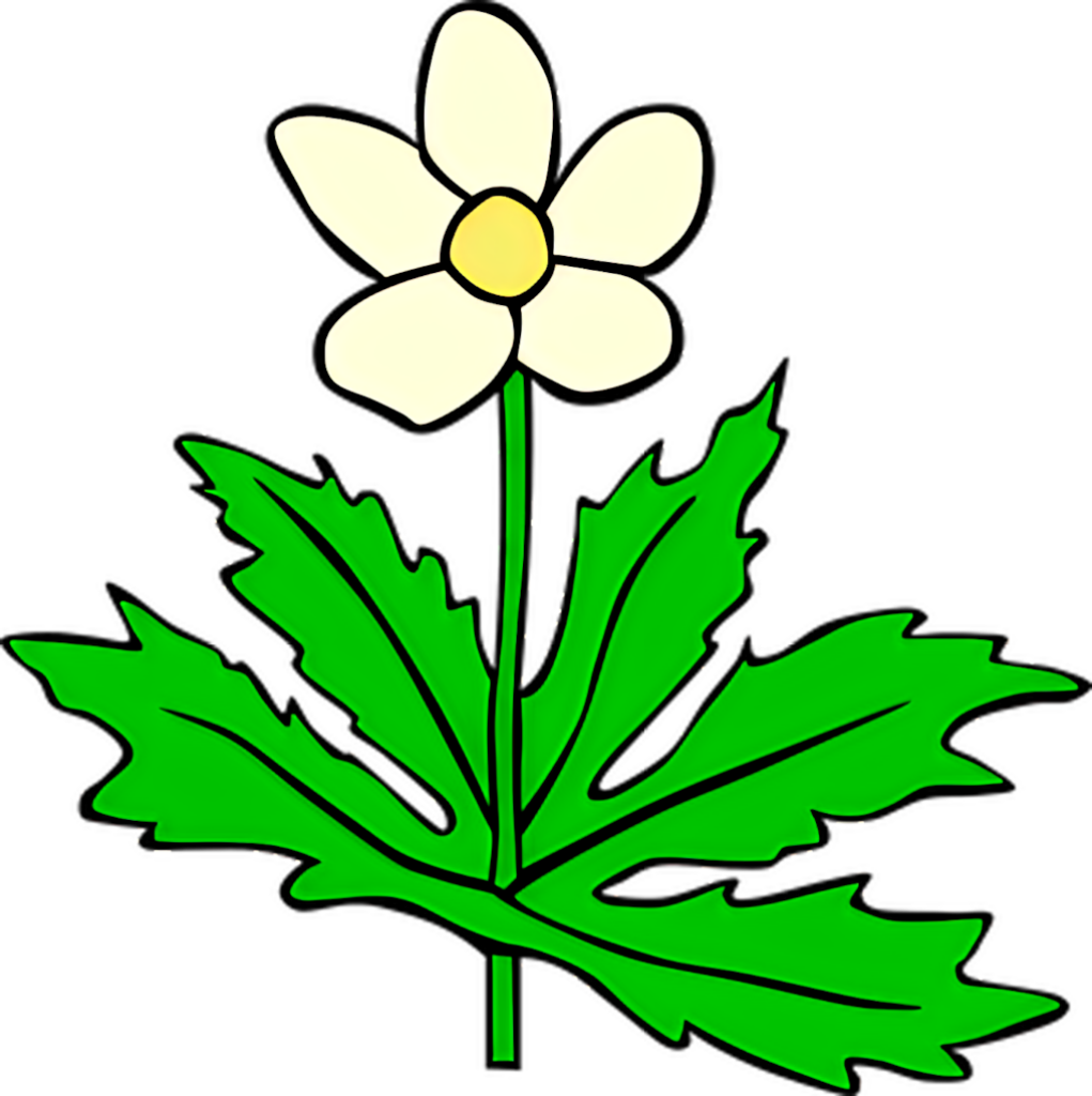 Elegant Anemone Flower Wallpaper: Creamy White & Yellow Design