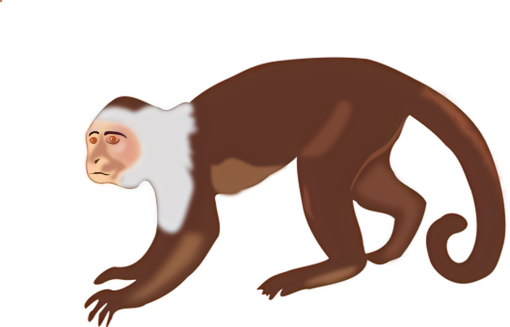 Stylized Brown Monkey Wallpaper with White Face on Transparent Background