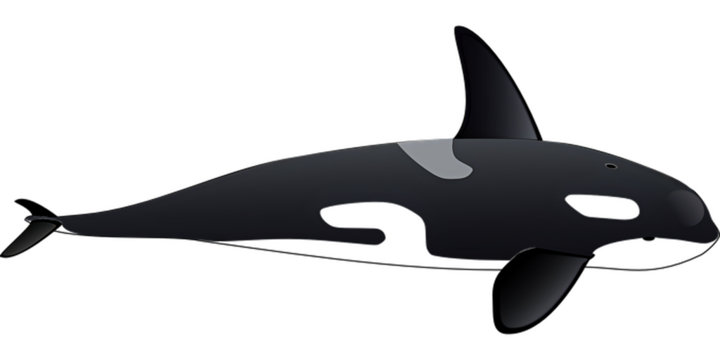 Stylized Orca Vector Illustration - Modern Minimalist Wallpaper