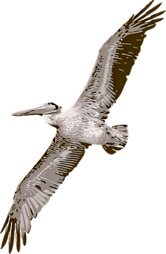 Stylized Pelican in Flight: Graceful Silhouette Wallpaper Design