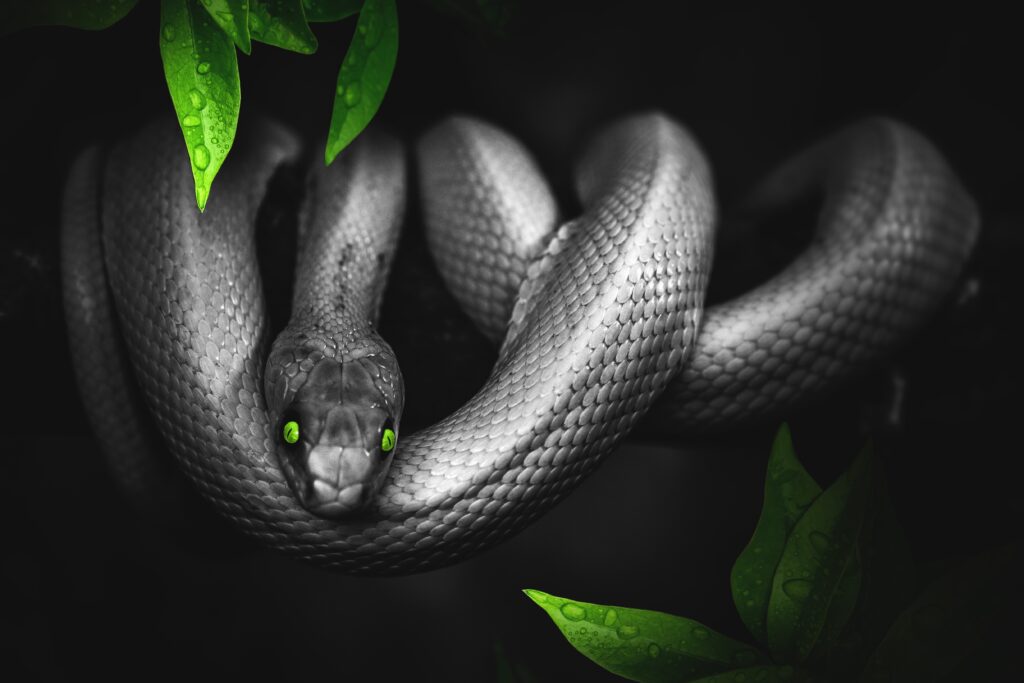 Stylized Snake Wallpaper: Vivid Green Eyes & Monochrome Scales