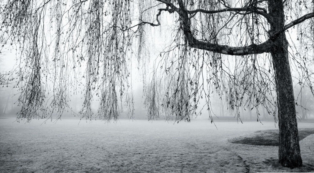 Melancholic Beauty: Grey Aesthetic Tree Wallpaper