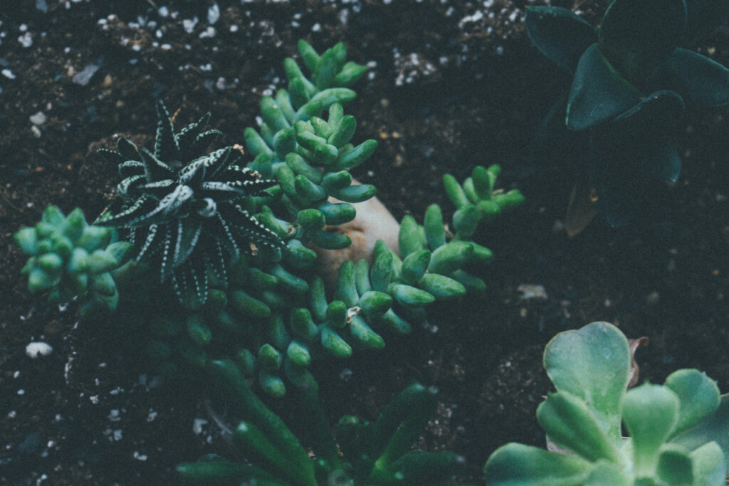 Vibrant Succulent Wallpaper: Close-Up of Pointed Leaves in Dark Soil