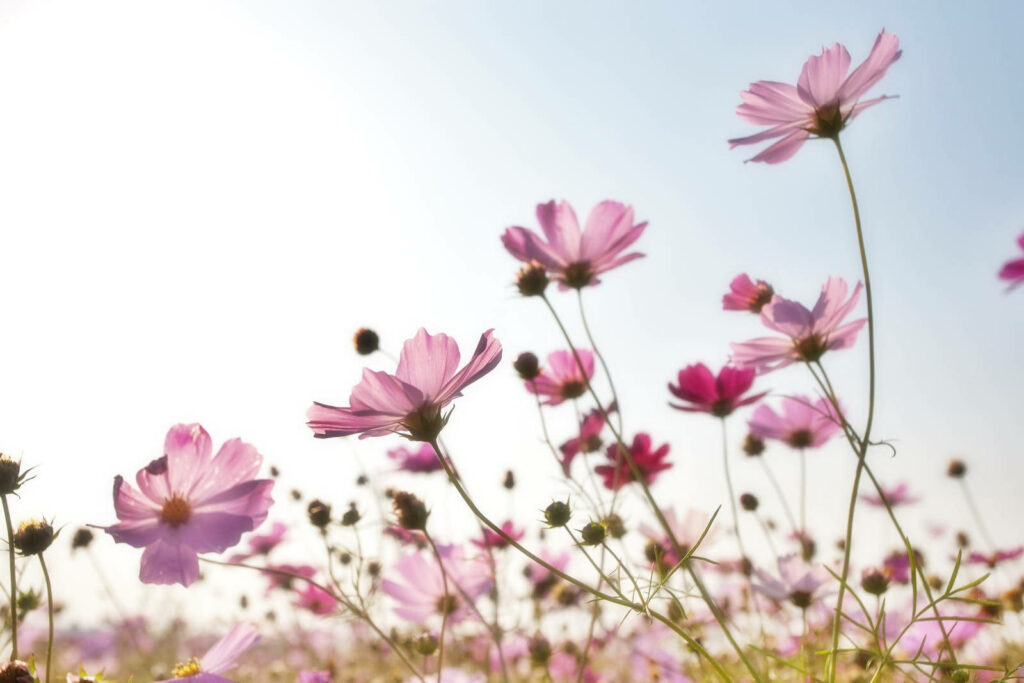 Summer's Blossoming Oasis: A Refreshing Wallpaper to Beat the Heat