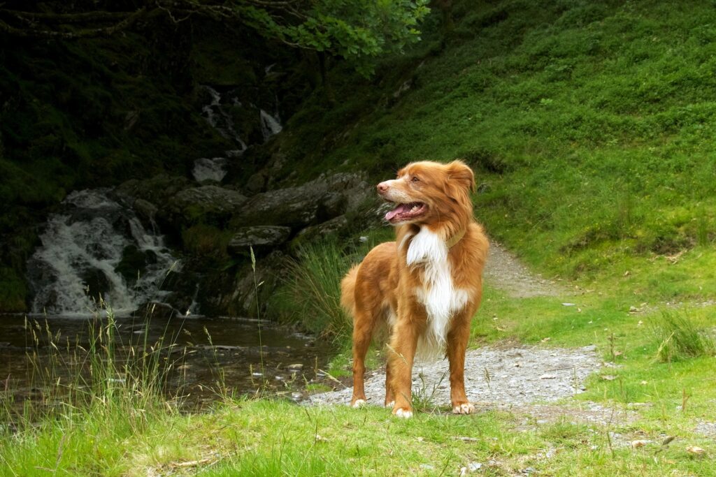 Retriever in Summer Bliss: Lush Green Wallpaper for Nature Lovers