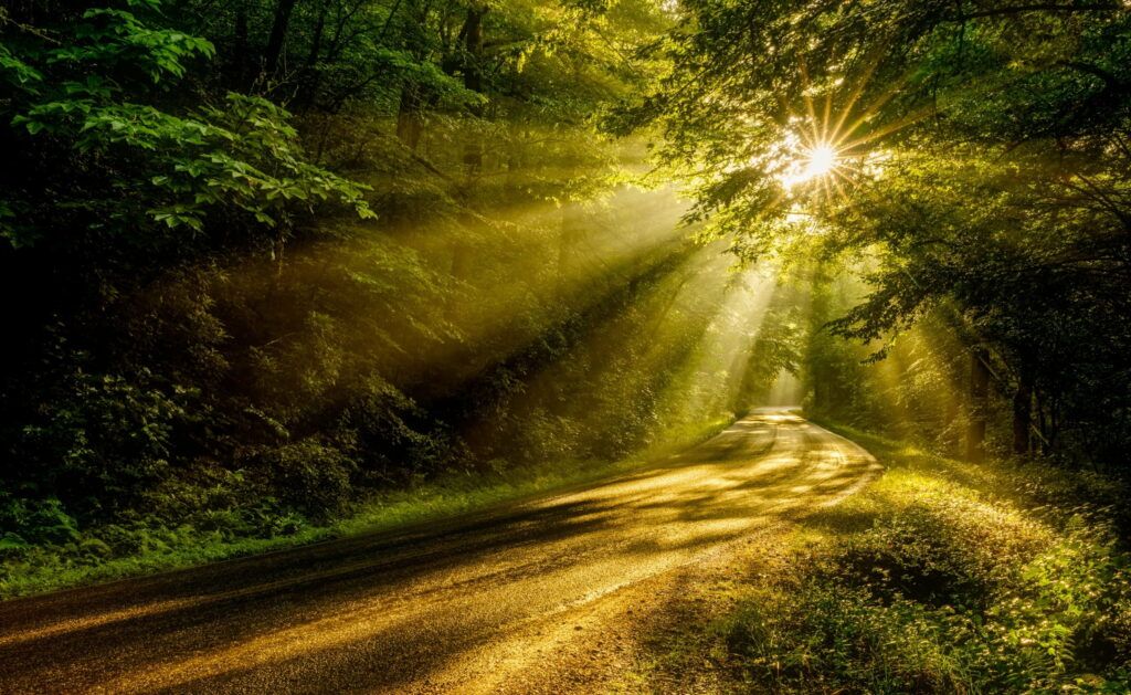 Sunlit forest canopy with golden rays over a winding reflective road summer nature wallpaper