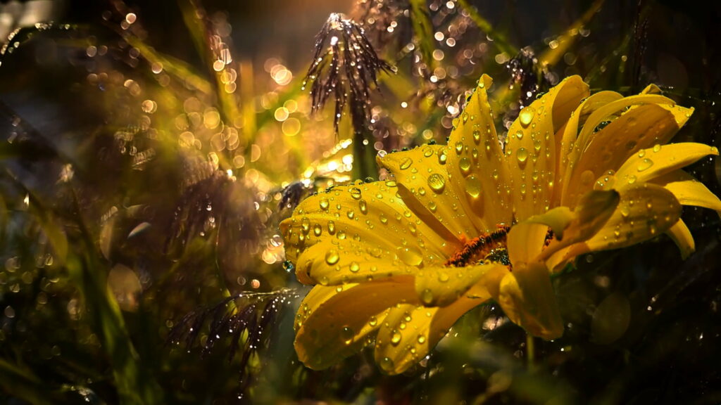 Glistening Summer Delight: Captivating Daisy in Rain-kissed Dew Wallpaper