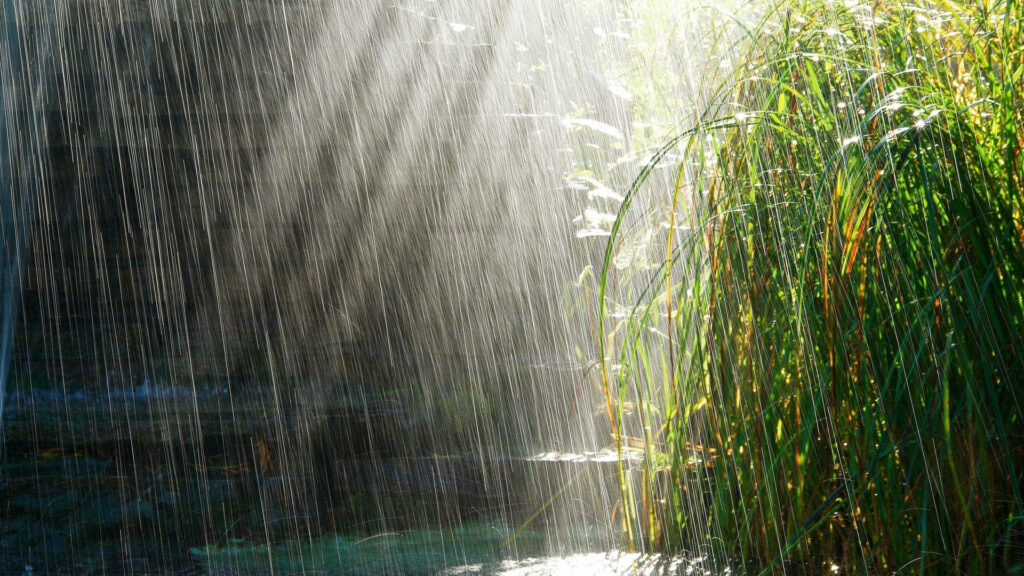Sunshower with glowing sunlight over lush green reeds in heavy rain nature wallpaper background