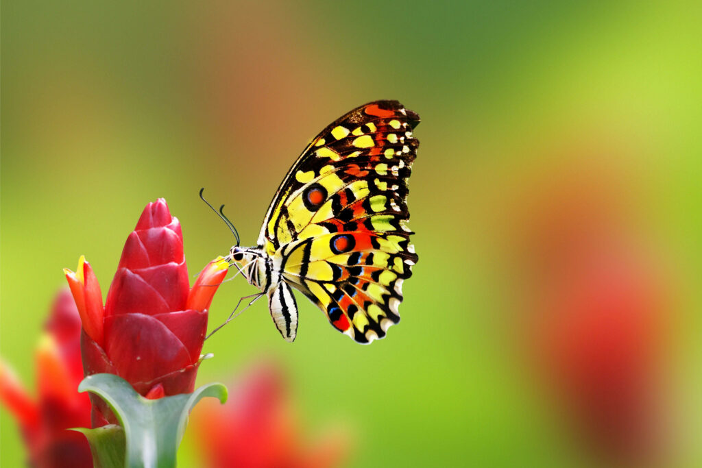 Macro photo of a Lime Butterfly on red Costus woodsonii flower with soft green bokeh background Wallpaper