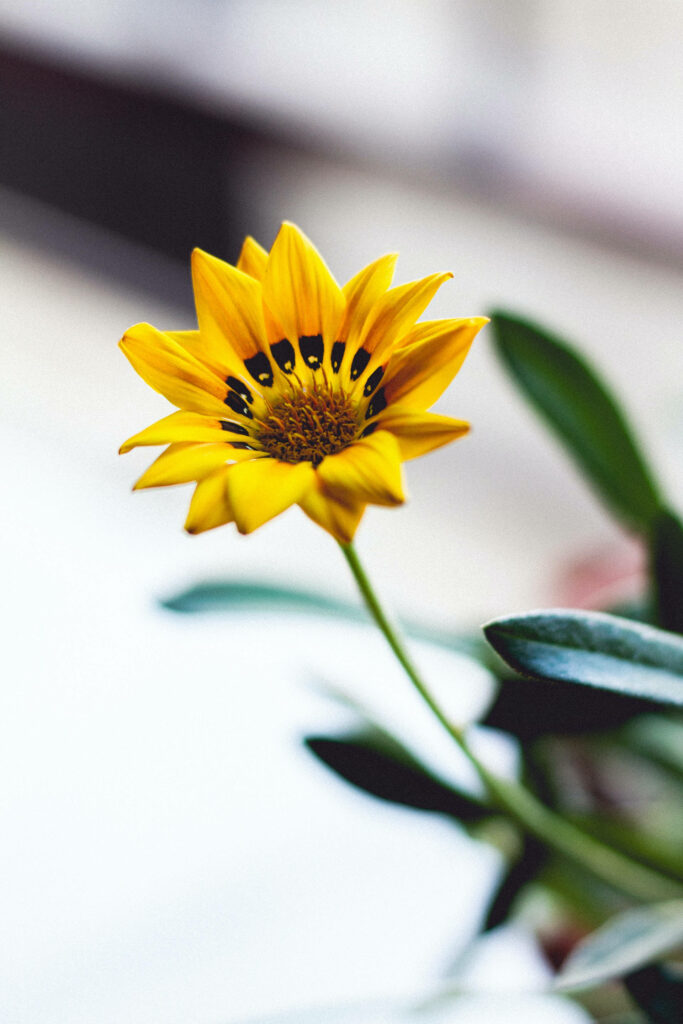 Sunshine Beauty Meets Soft Elegance: A Vibrant Yellow Gazania Rigens Flower as Majestic Android Wallpaper
