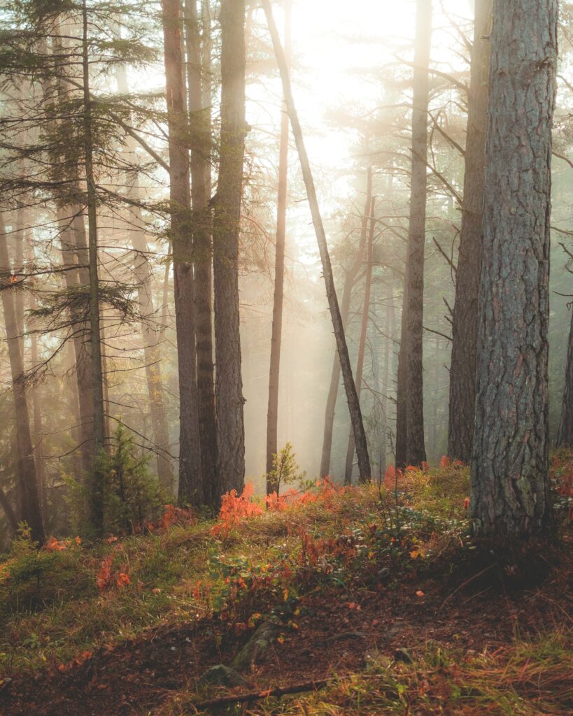 Sunlight filters through tall forest trees illuminating lush green foliage and misty undergrowth Wallpaper