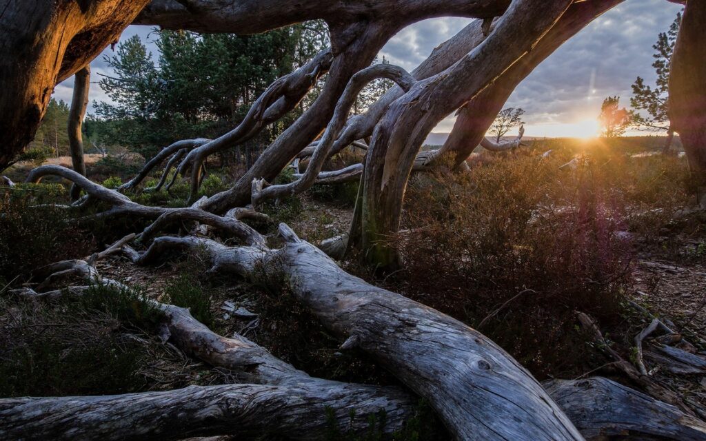 Sunlit twisted tree trunks in wild grass field at sunset serene natural landscape wallpaper