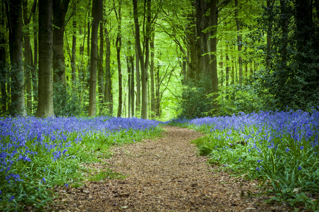Sunlit forest path with vibrant green trees and purple spring flowers serene nature wallpaper