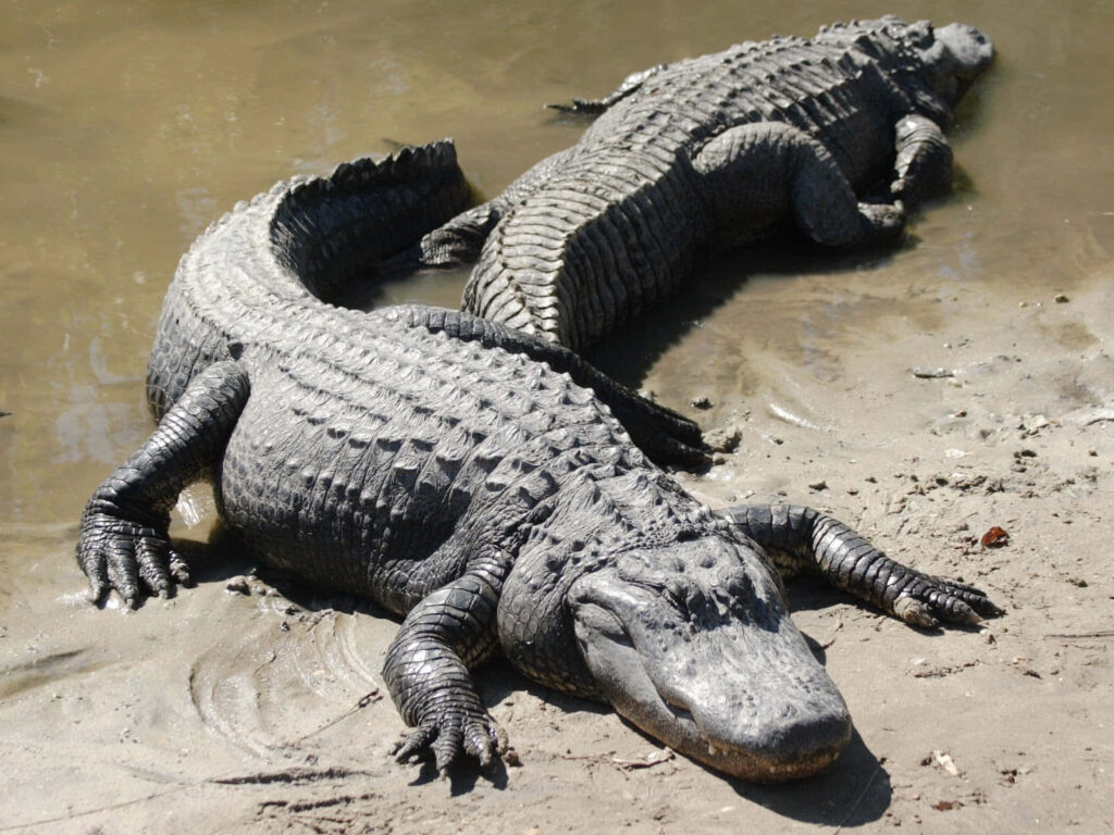 Alligators Sunbathing on Muddy Riverbank - Nature Wallpaper