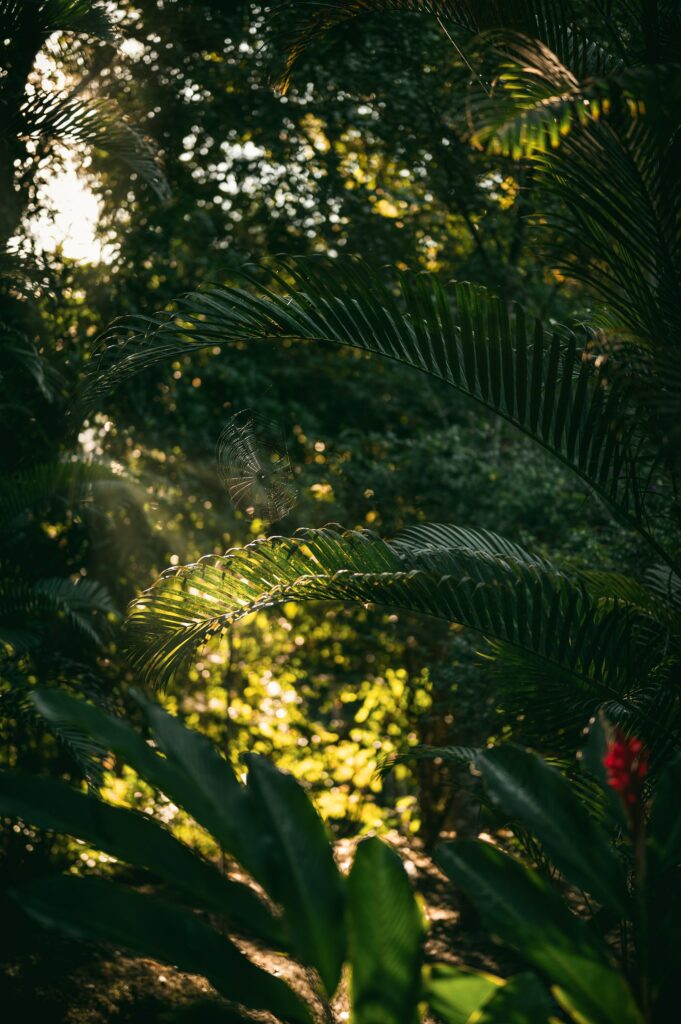Sunbeams illuminate a delicate spider web woven between lush tropical leaves in a jungle Wallpaper