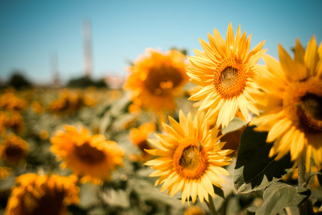 Captivating Sunflower Serenity: Aesthetic Garden Bliss under a Clear Blue Sky - Vibrant Sunflower Aesthetic Background Photo Wallpaper