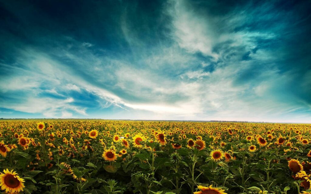 Vibrant sunflower field under dramatic swirling clouds bright summer yellow petals lush green stems Wallpaper