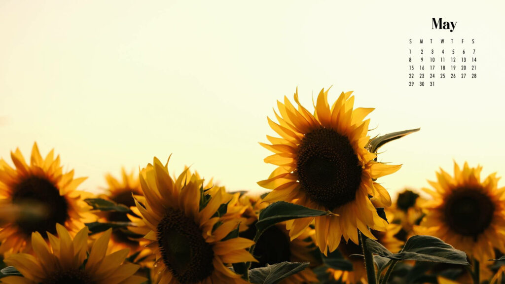 Sunlit Sunflower Field Wallpaper with May 2022 Calendar Background