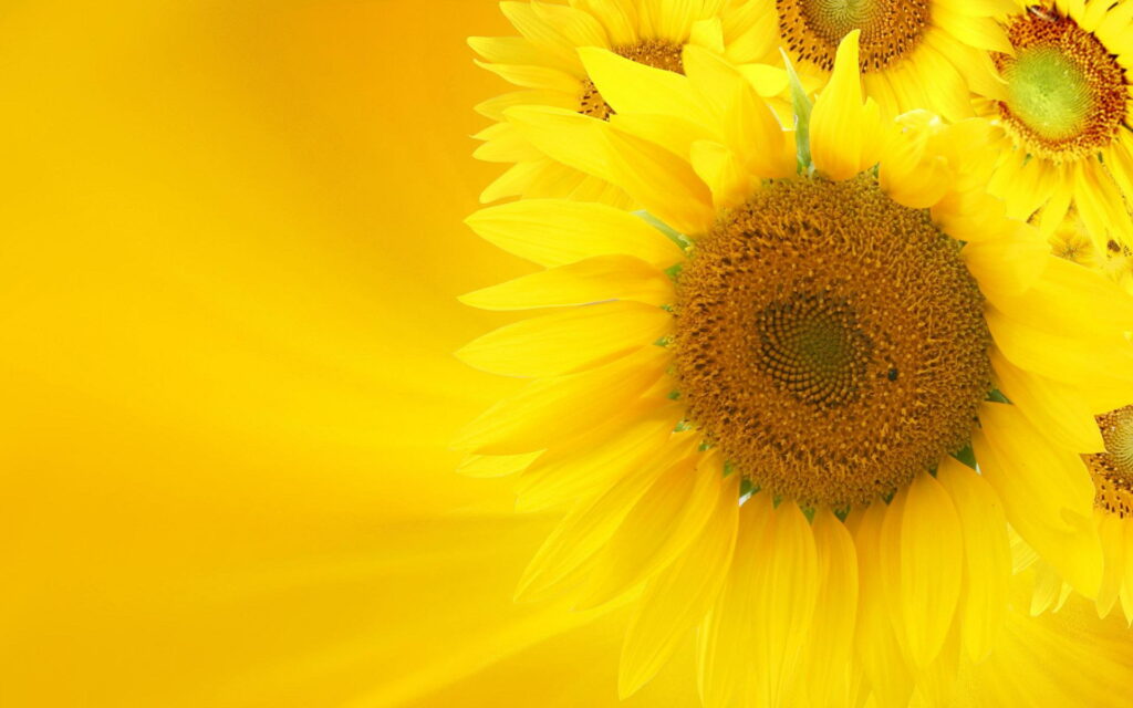 Golden Bloom: A 3D and Abstract HD Wallpaper of a Yellow Sunflower in Nature's Embrace