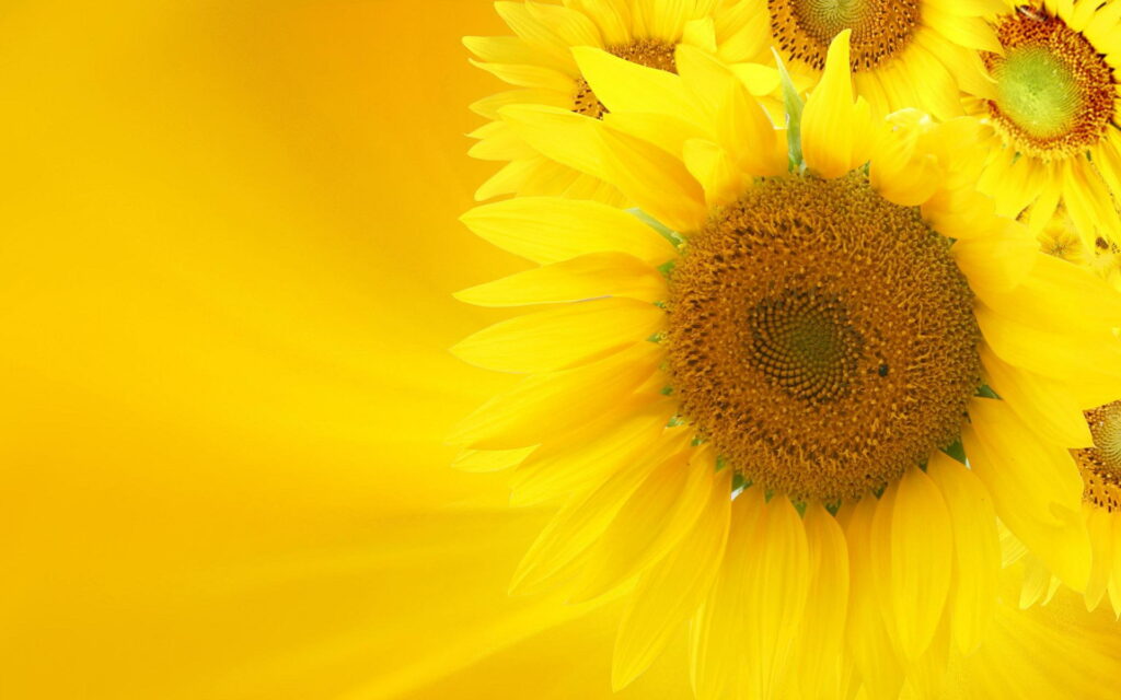 Photorealistic close-up of vibrant sunflower blooms on minimalist yellow background wallpaper