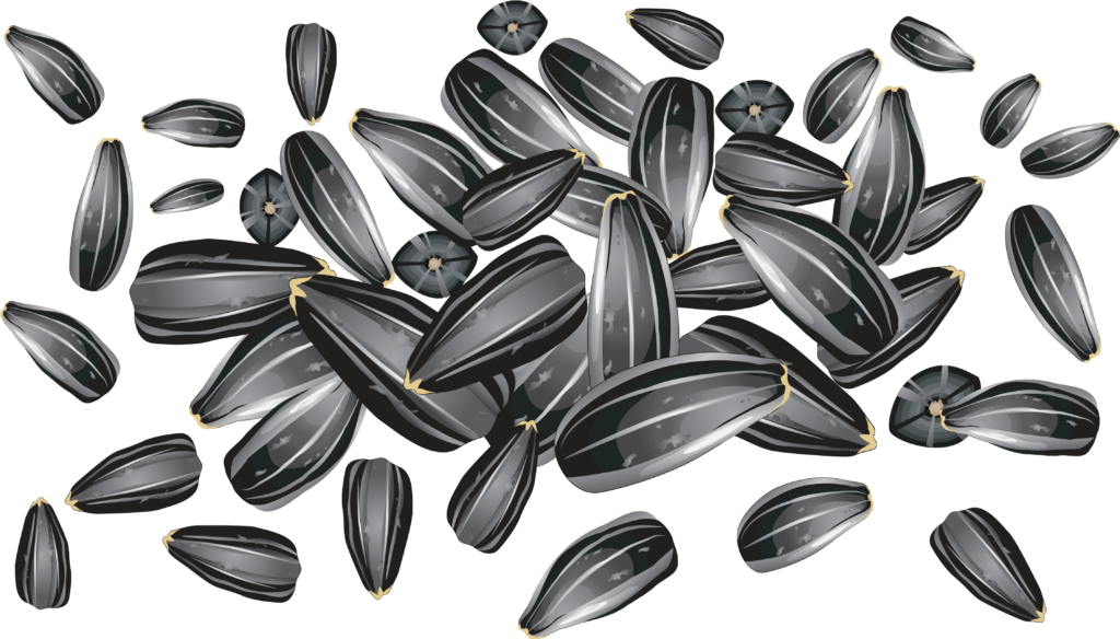Realistic Sunflower Seeds Wallpaper on Dark Background