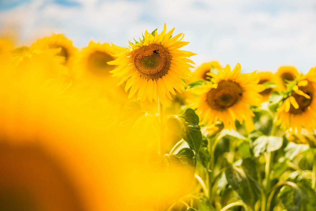 Sunflower Delight: Basking in the Charm of a Sunny Aesthetic Garden Wallpaper