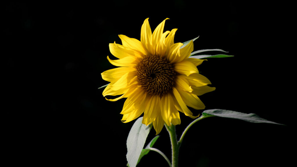 Laptop Sunshine: An Eye-Catching Sunflower on a Dark Canvas Wallpaper