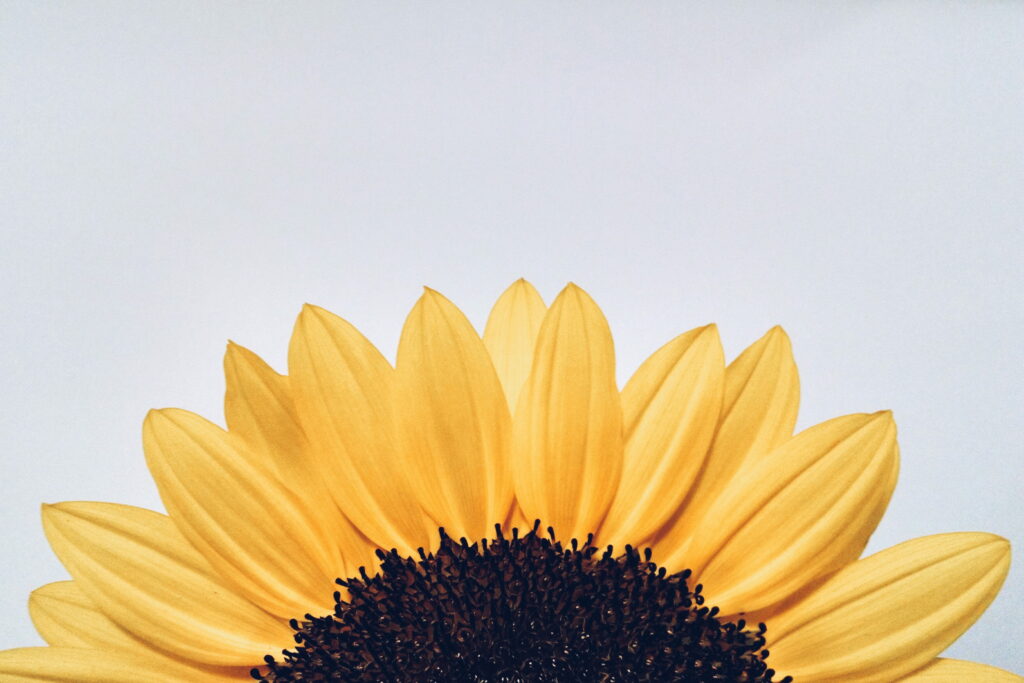 Radiant Blooms: A Sunflower's Close-Up in Natural Summer Surroundings Wallpaper