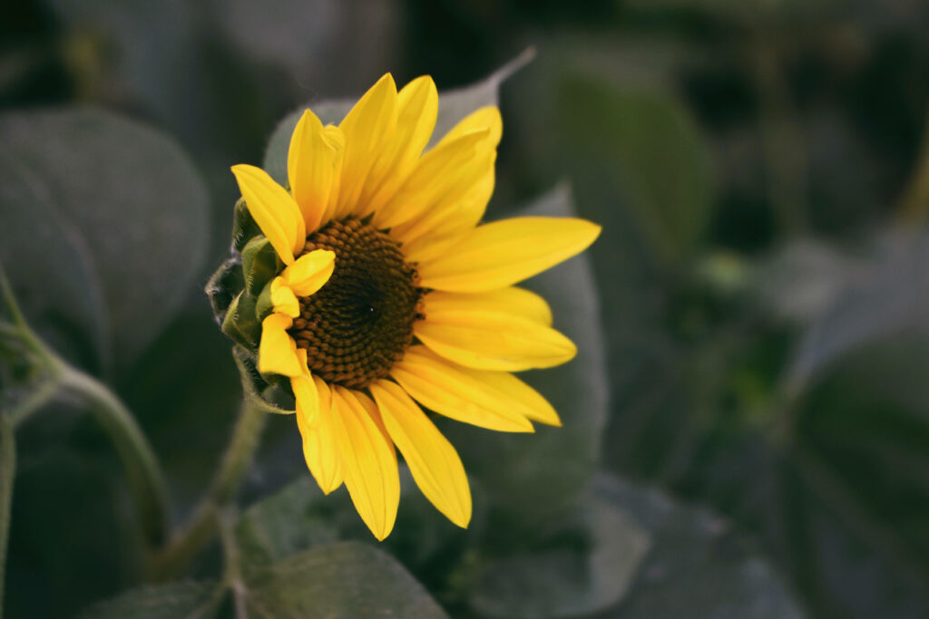 Captivating Sunflower Splendor: A Dazzling 4K Floral Masterpiece Wallpaper