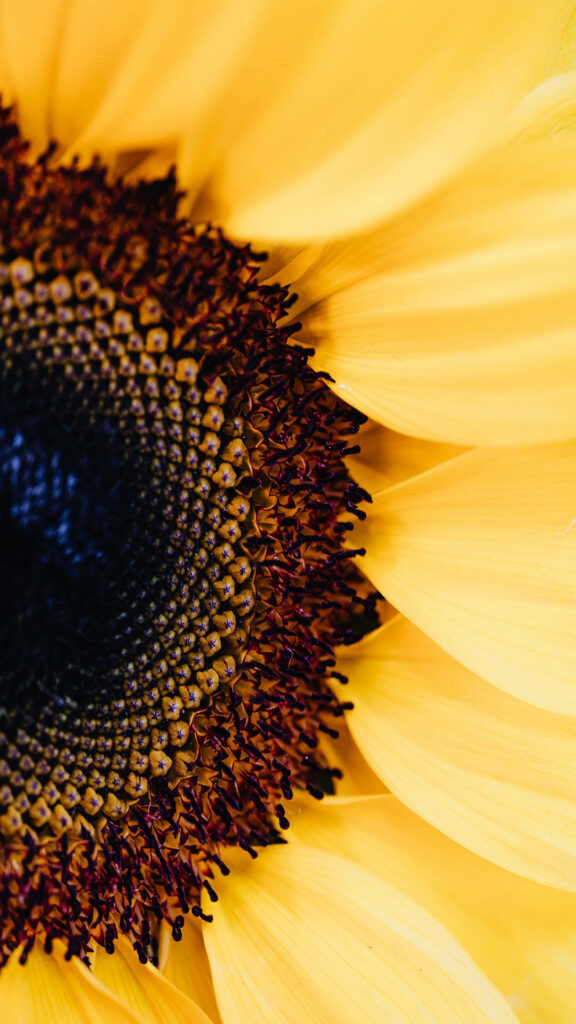 Embracing the Sunflower's Radiance: A Mesmerizing Macro Shot as an Instagram Story Background Wallpaper