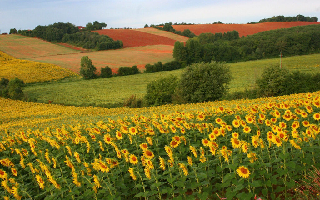 Breathtaking Sunflower Paradise: A Captivating Flower Field Amidst Serene Green Landscapes with Majestic Hills Wallpaper