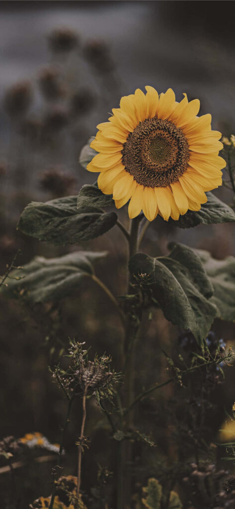 Striking Sunflower Wallpaper: Bright Petals on Dark Moody Background