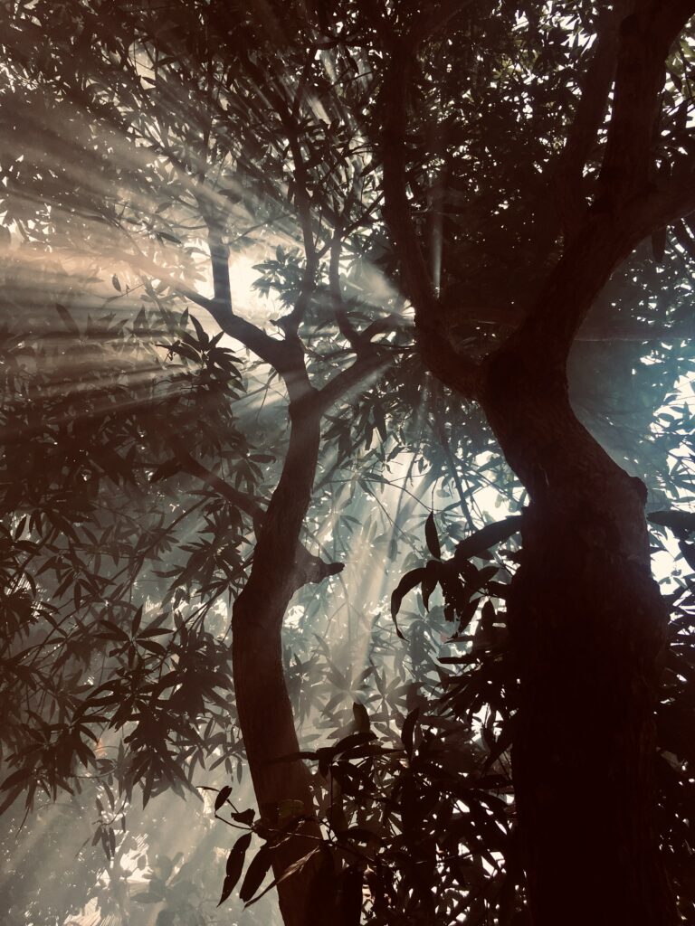 Sunlight streaming through misty forest canopy with dense leaves creating dramatic rays wallpaper
