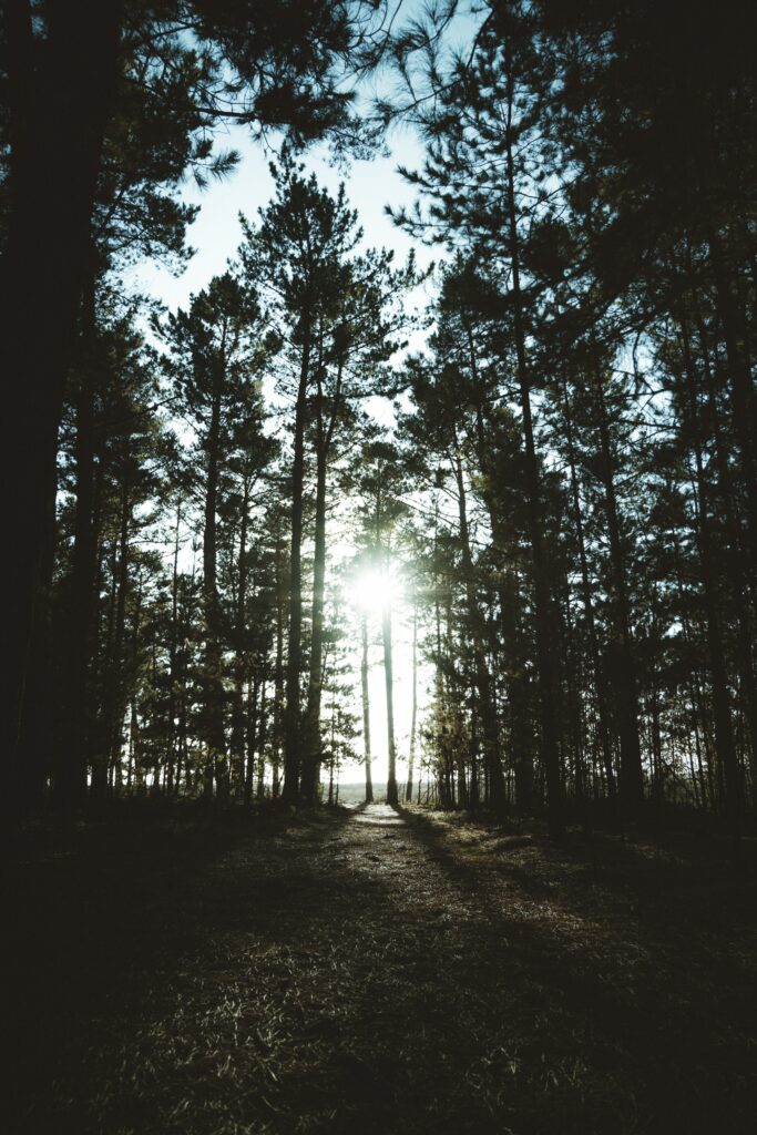 Sunlight filters through tall trees casting shadows on dark forest floor tranquil woodland wallpaper